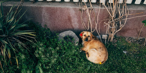 La clôture comme solution pour empêcher la fugue de votre chien