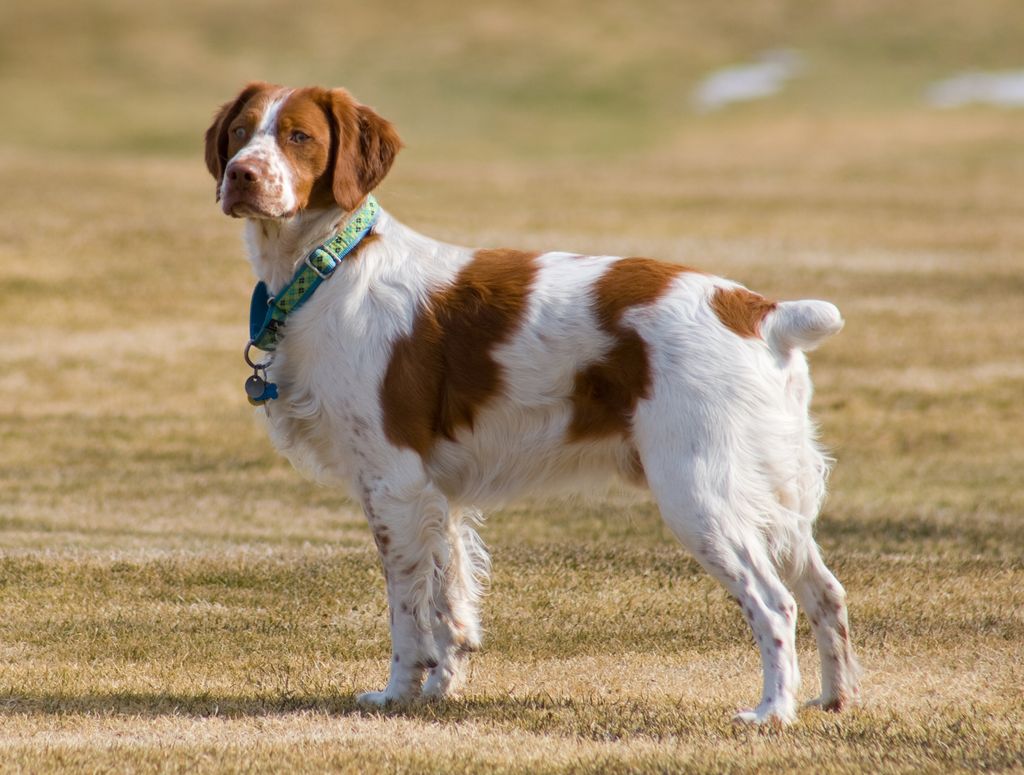 Guide d'utilisation du collier anti fugue pour chien efficace