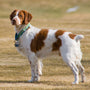 Guide d'utilisation du collier anti fugue pour chien efficace