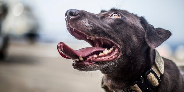 Les meilleurs colliers anti-fugue pour gros chien : notre avis