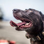 Les meilleurs colliers anti-fugue pour gros chien : notre avis