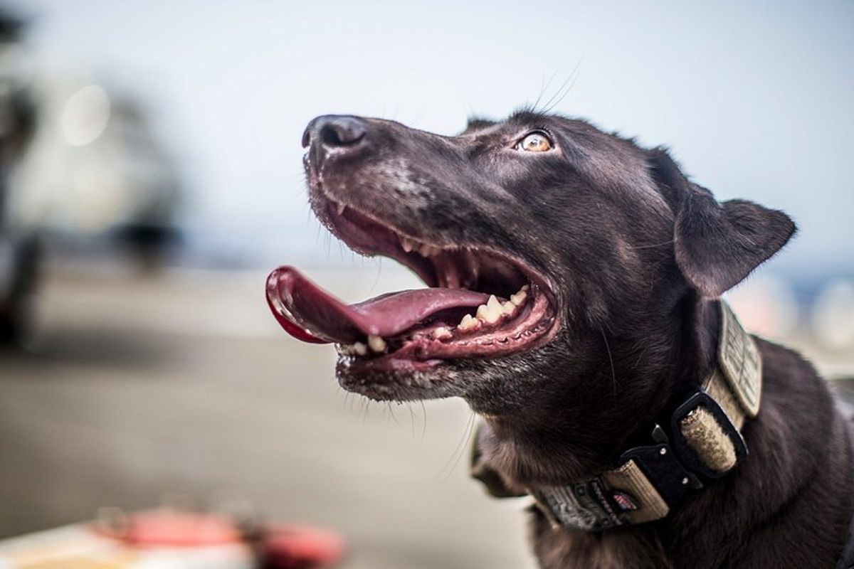 Les meilleurs colliers anti-fugue pour gros chien : notre avis