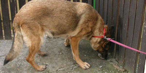 7 meilleurs colliers anti-fugue pour chien sur grands terrains en 2023