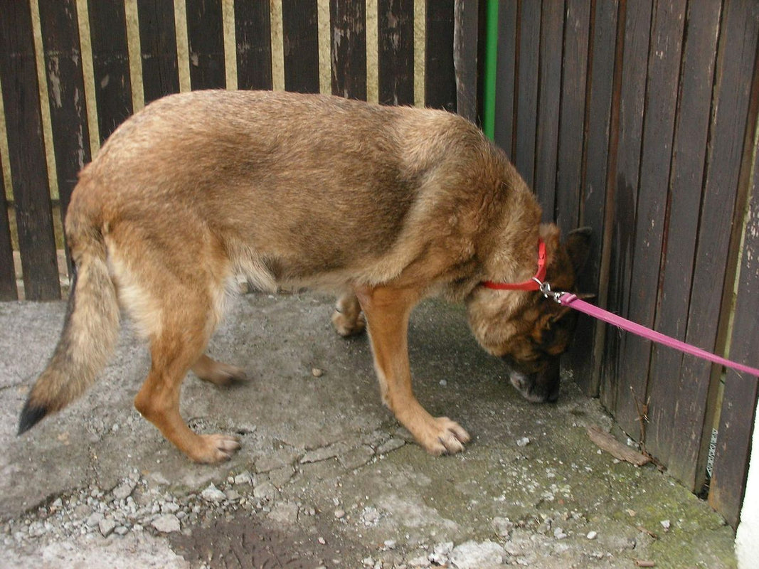 7 meilleurs colliers anti-fugue pour chien sur grands terrains en 2023
