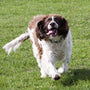 dog running away from home