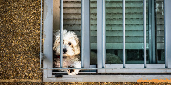 Mon chien fugue et pleure : comprendre et agir