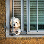 Mon chien fugue et pleure : comprendre et agir