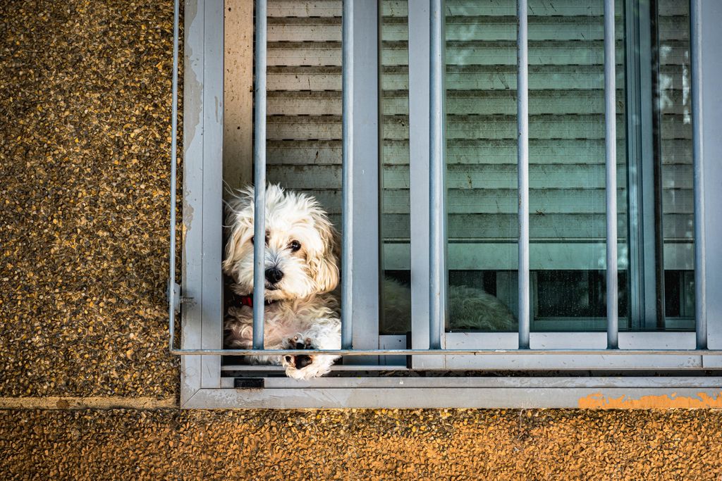 Mon chien fugue et pleure : comprendre et agir