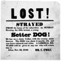 Les astuces pour retrouver un chien qui fugue