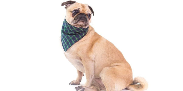 Comment choisir le meilleur collier anti fugue pour chien chez Leroy Merlin
