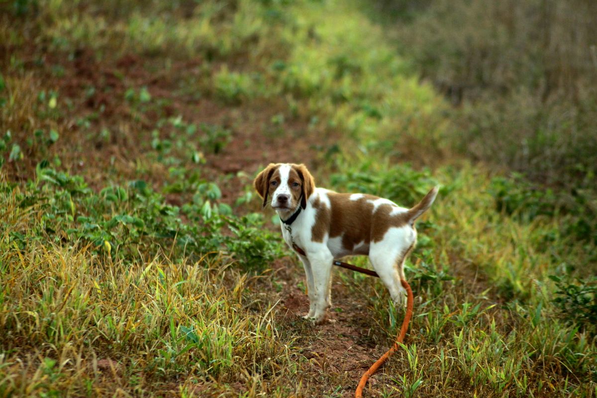 Que faire lorsque votre chien fugue : conseils et préventions