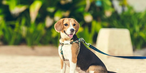 Comment empêcher mon chien de fuguer pendant la balade