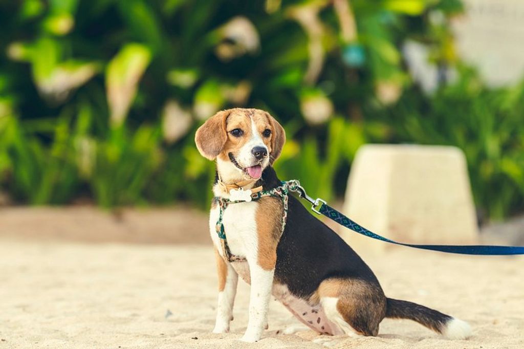 Comment empêcher mon chien de fuguer pendant la balade