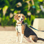 Comment empêcher mon chien de fuguer pendant la balade
