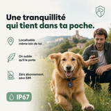 SafeTrack, traceur Apple Find My pour chien et chat PERROWALL : en situation réelle