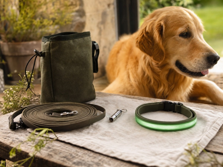 Accessoires de dressage pour chien